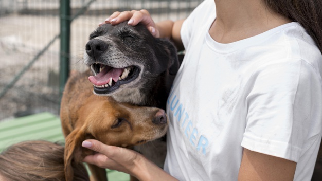Projeto prevê promoção e valorização de protetores e cuidadores de animais