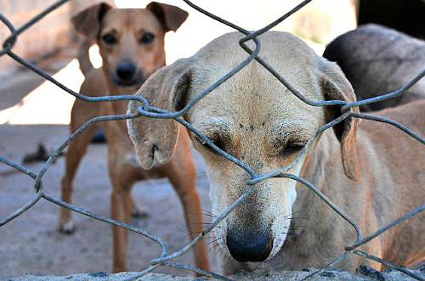 Sancionada Lei que proíbe ingresso no serviço público a quem maltratar animais