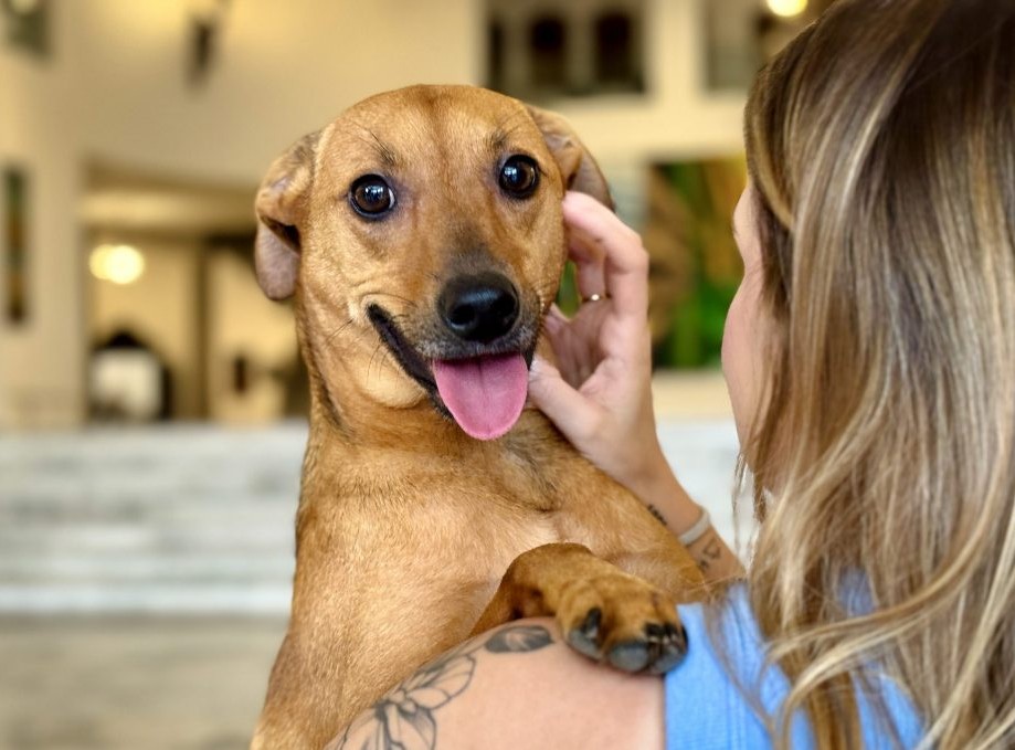 Projeto aprovado cria selo para identificar estabelecimentos que permitem animais